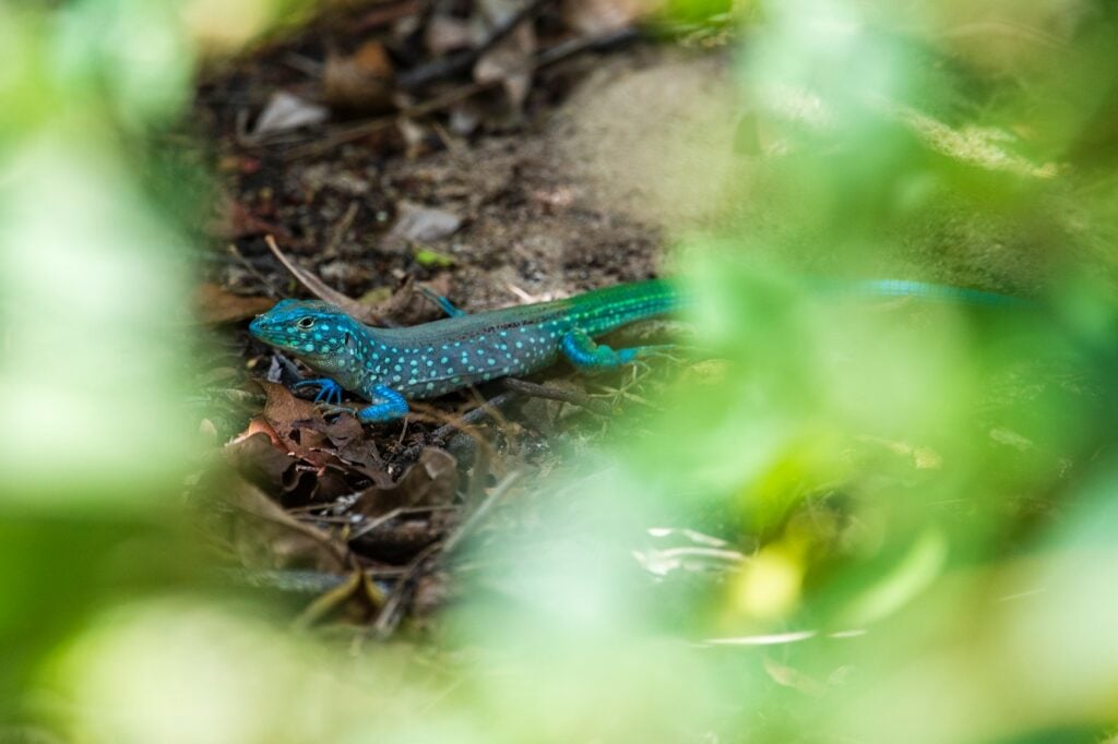 A blue lizard is laying on the ground
