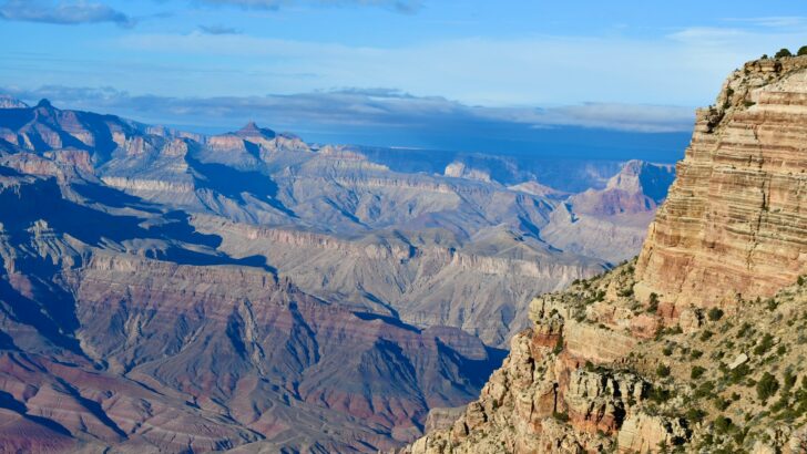 The Most Endangered Species Living in National Parks Today