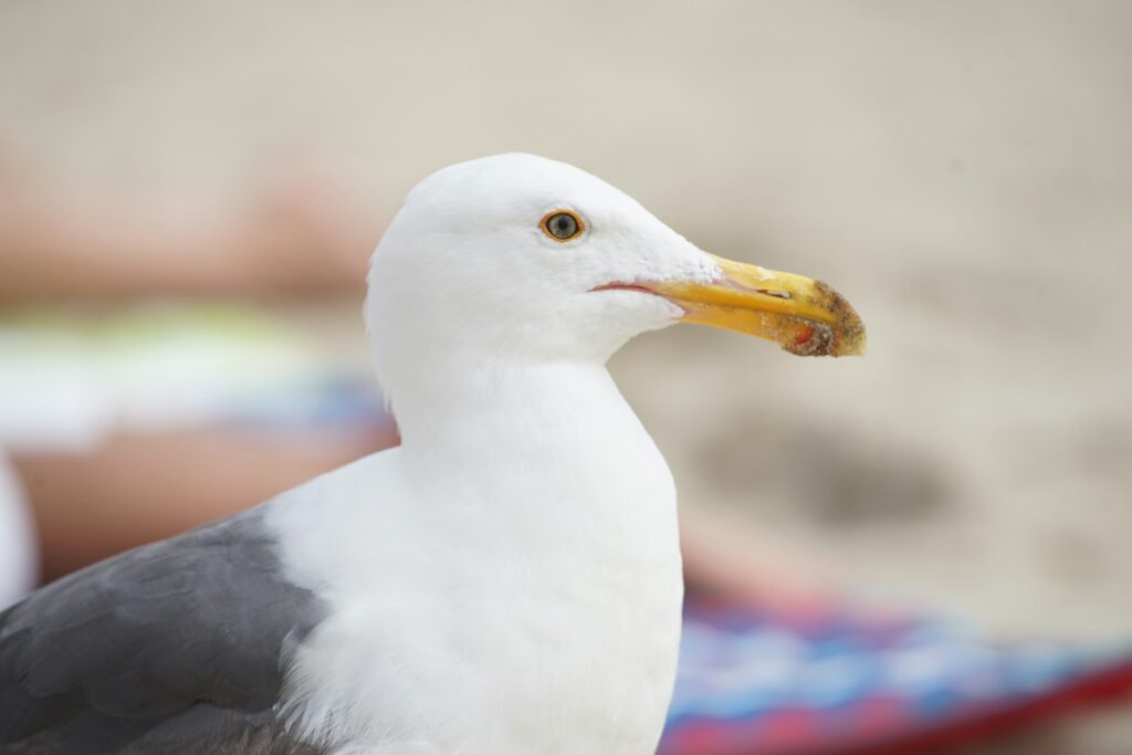 white and black bird in close up photography