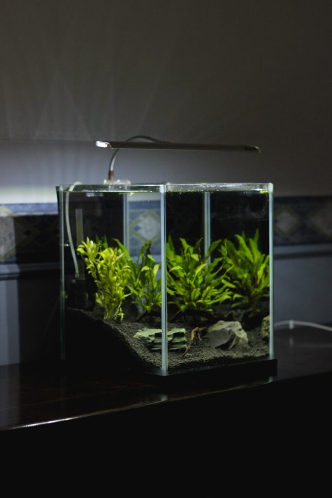 Green leaf plant in clear glass terrarium with lighted lamp on top.