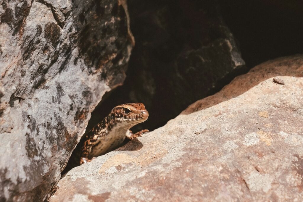 a couple of frogs on a rock
