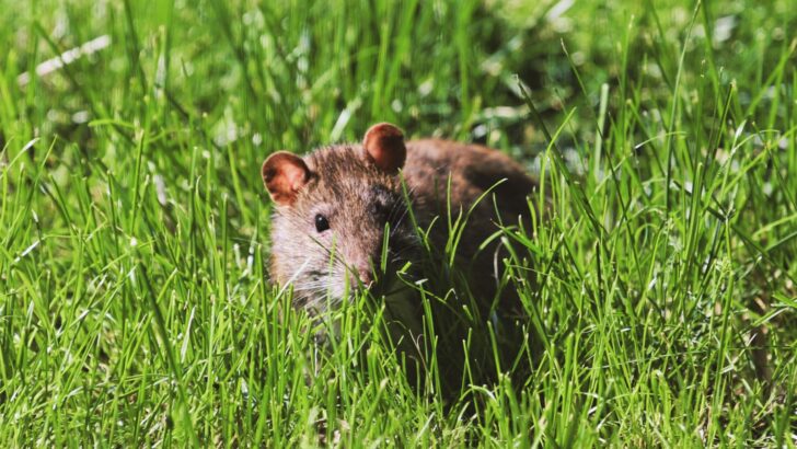 The Largest Rat Species – It Was Bigger Than Some Dogs