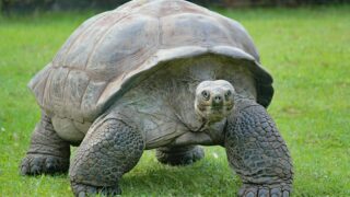 gray and black turtle