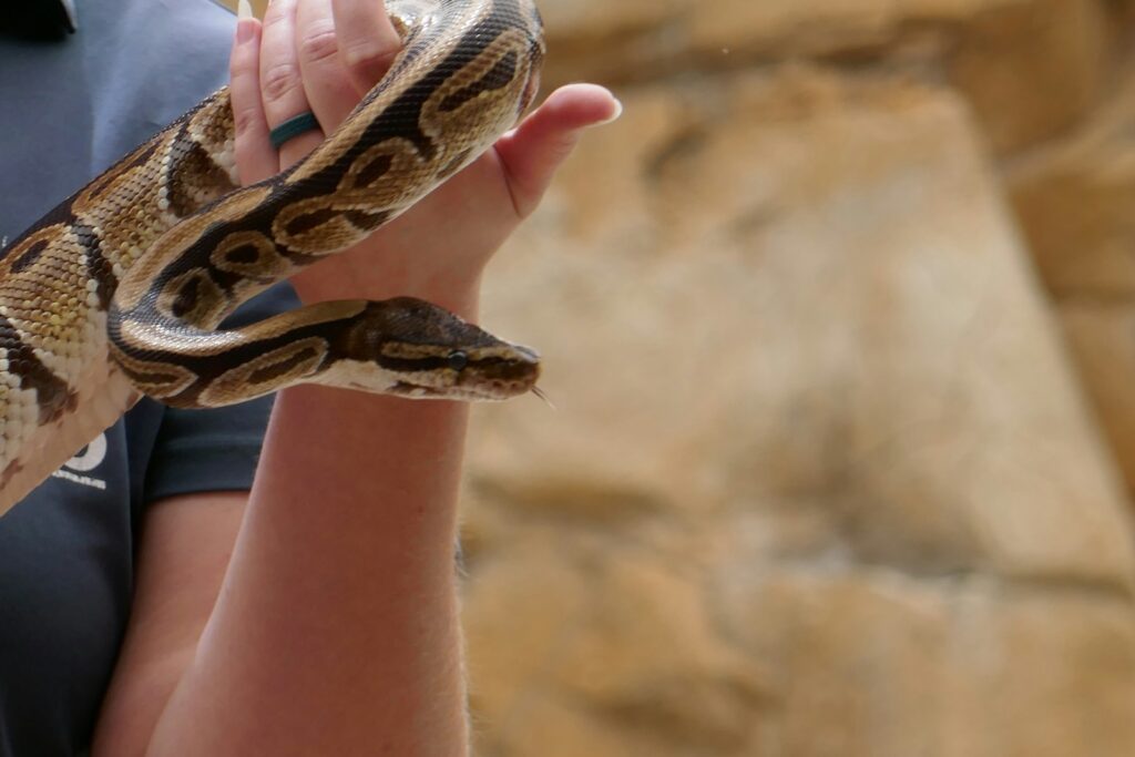 A person holding a large snake in their hands
