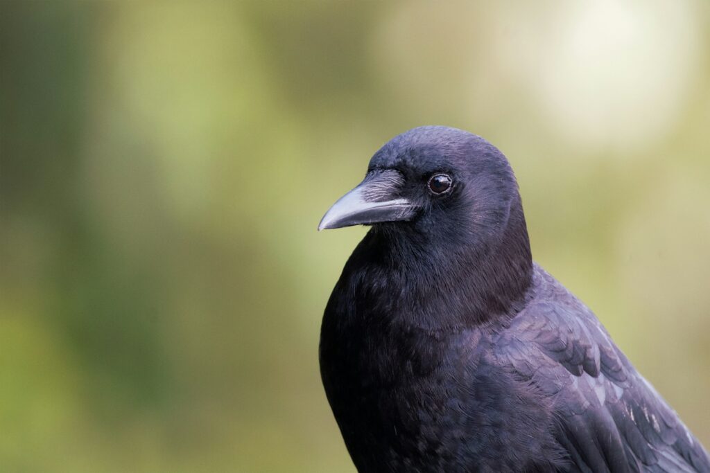 American crow