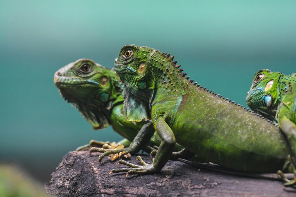 three green chameleons