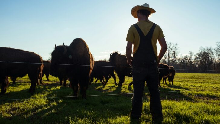 The Best Wildlife Viewing Spots for Bison in the U.S.