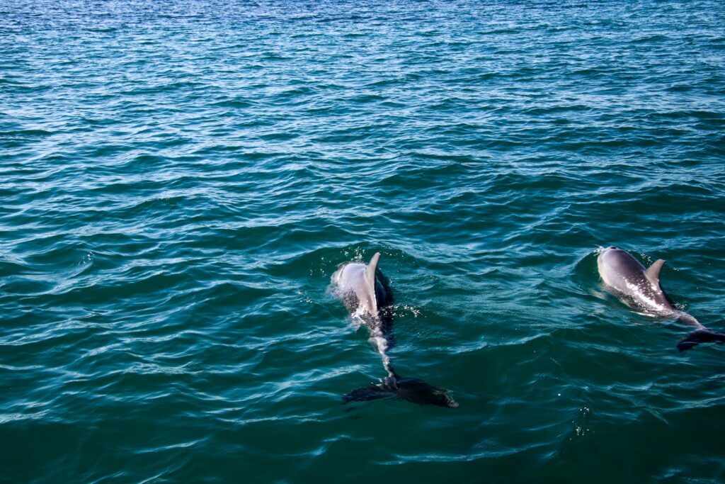 A couple of dolphins swimming in the ocean