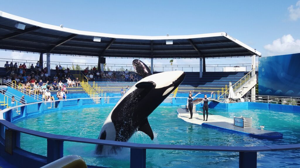 black and white whale on blue swimming pool during daytime