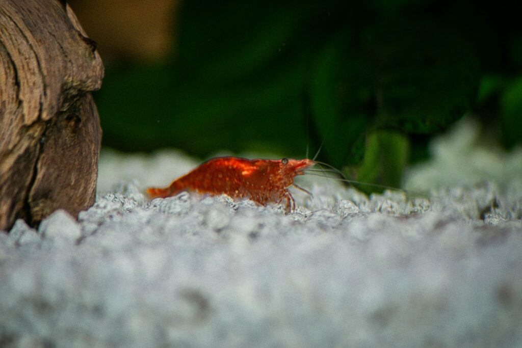 a small orange fish sitting on top of a bed of snow