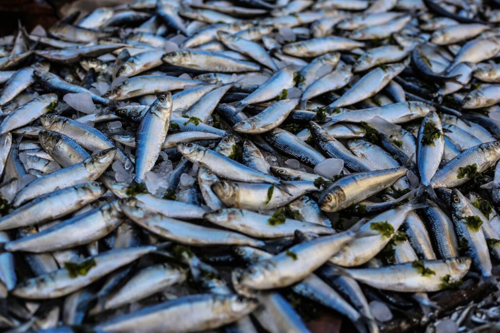 fish catch with pieces of green material