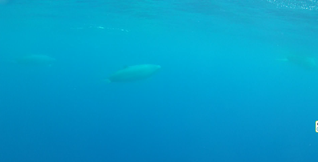 faint image of three True's beaked whales near the water surface