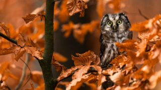 grey owl