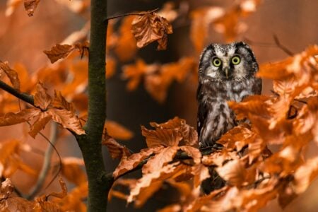 The Smallest Owl in North America – It’s Tiny But Fierce