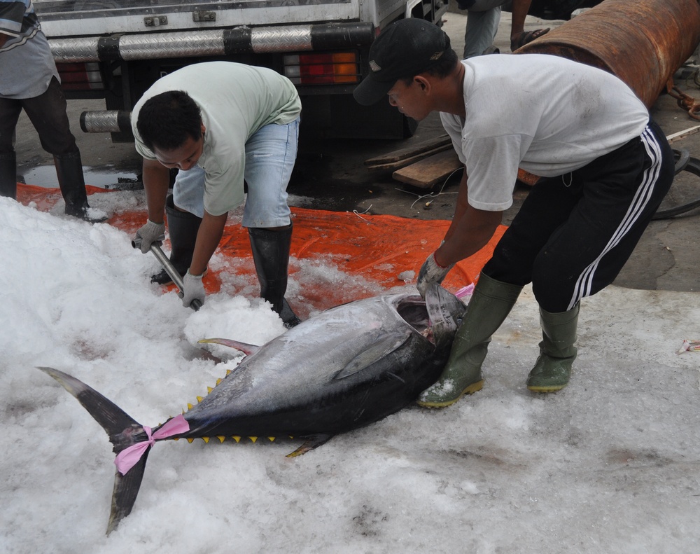 2 men preparing a large tuna fish with ice before transportation