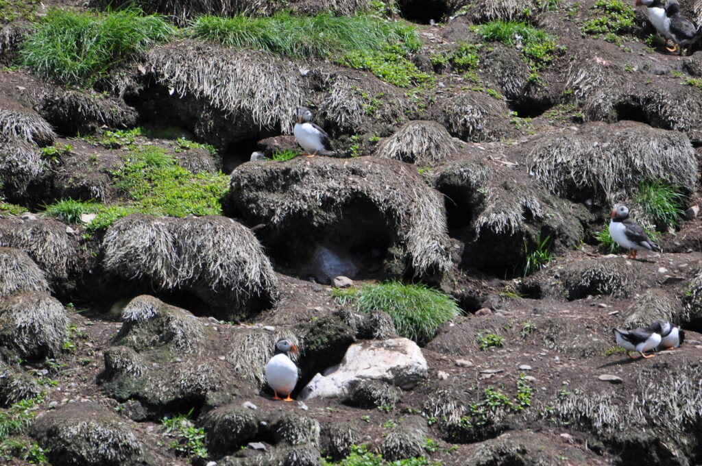 Some patches of the puffin nesting area were completely devoid of grass