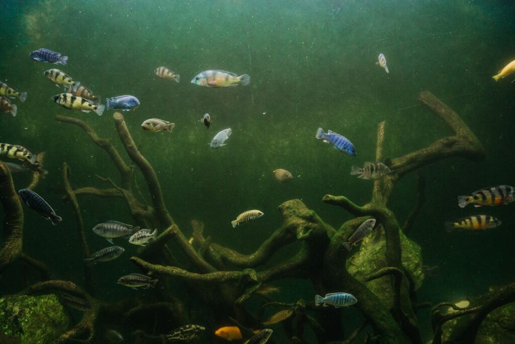 school of fish in a river