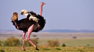 ostrich on green grass field during daytime