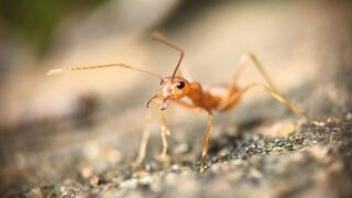 selective focus photography of red ant on gray pavement