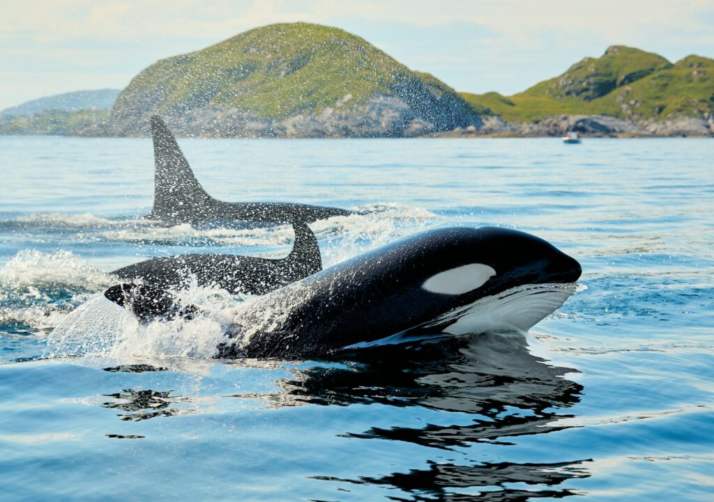 A couple of orca's swimming in a body of water