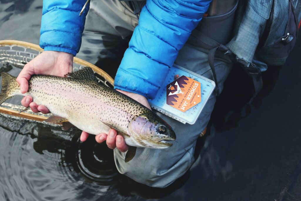 Releasing a fish back into the water