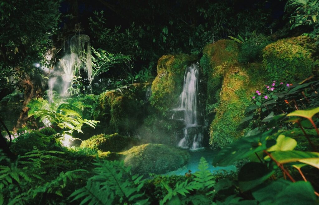 tropical forest