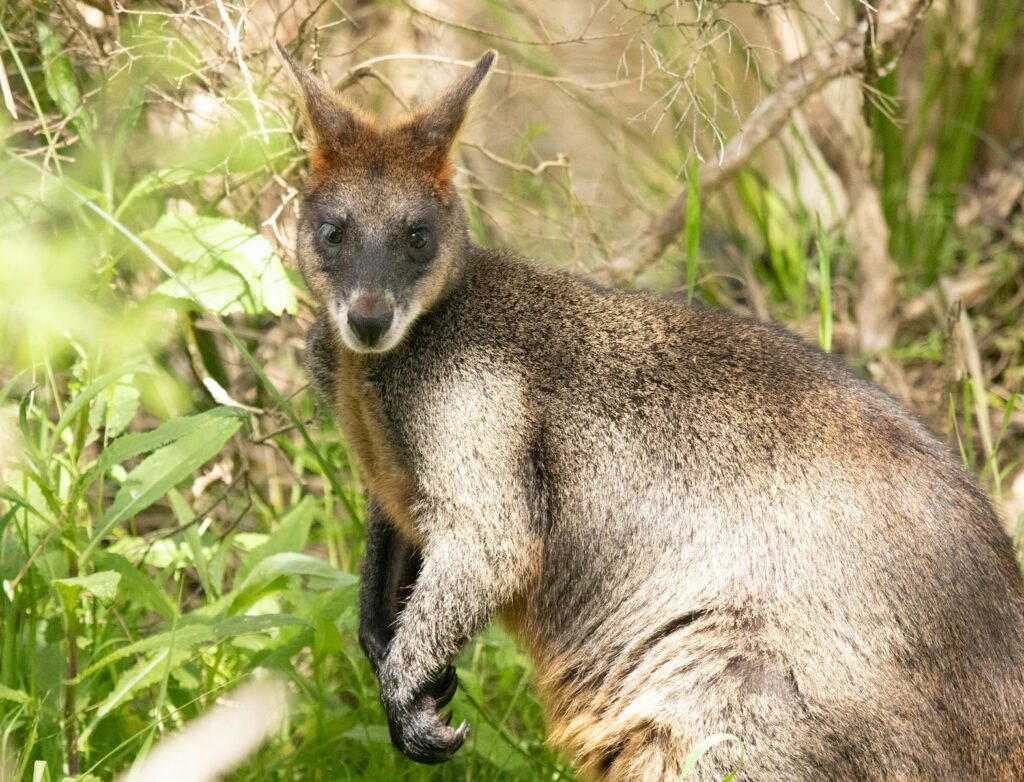 a close up of a kangaroo in a field of grass
