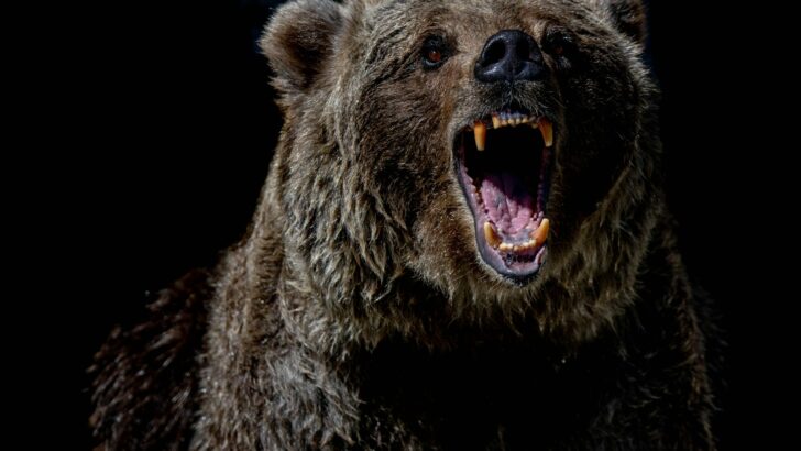 The Largest Bear Species That Ever Lived – Twice the Size of a Grizzly