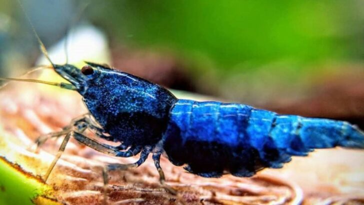 The Strongest Punch in the Animal Kingdom – Nature’s Ultimate Boxer