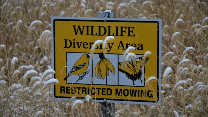 The Biggest Myths About Wildlife Encounters and Safety