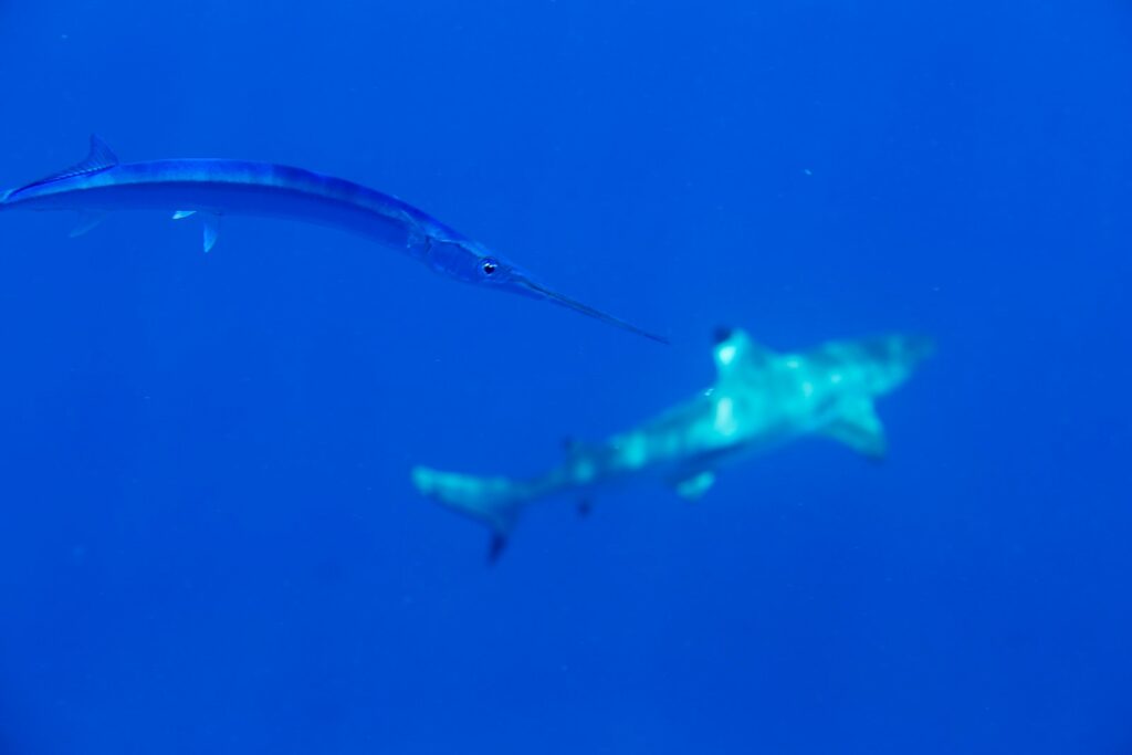 underwater photography of great white shark