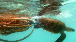 sea turtle entangled on fishing net and ropes near the water surface
