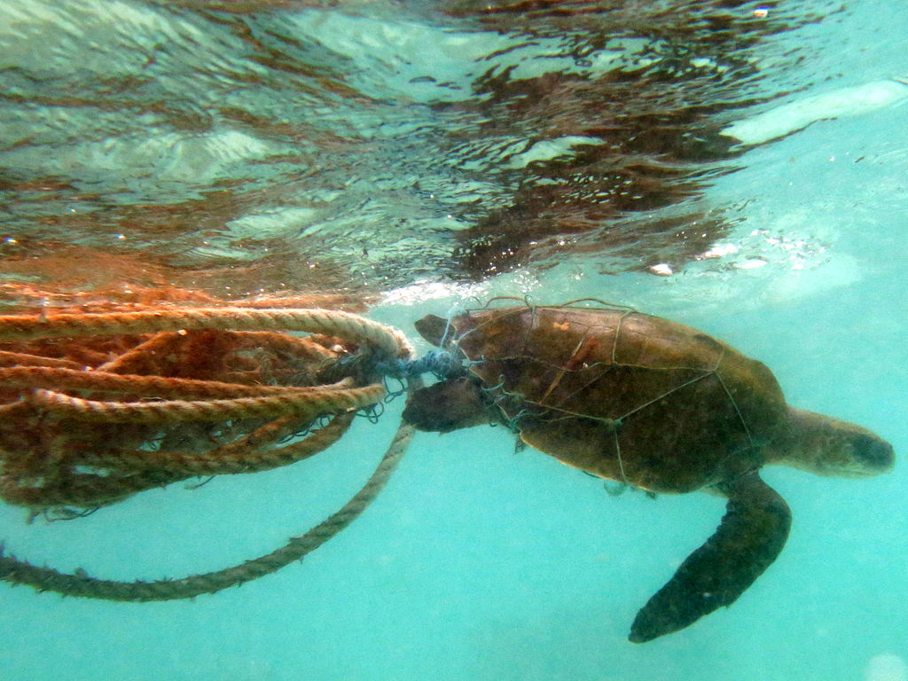 sea turtle entangled on fishing net and ropes near the water surface