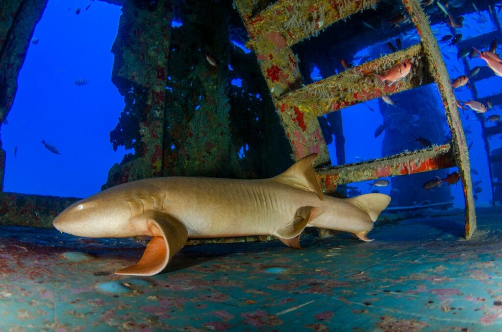 shark on a sunken ship with growing marine life