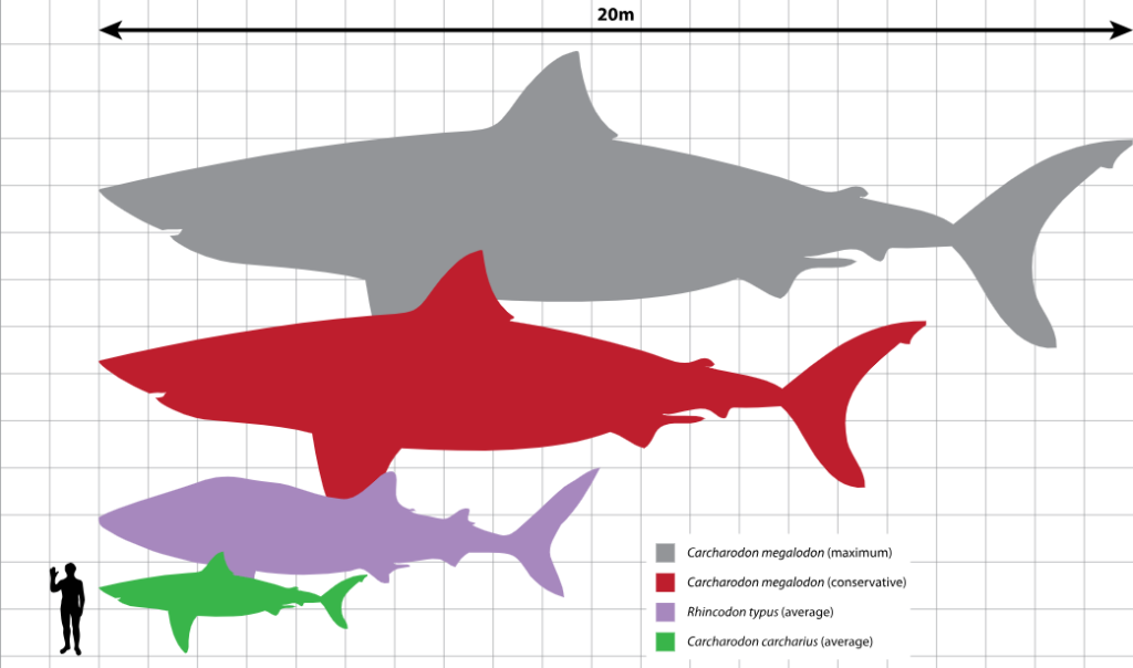 snout to tail tip measurement comparison of sharks