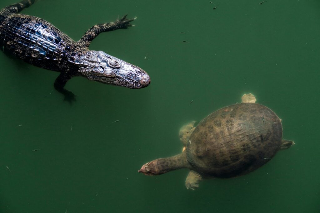 an alligator and a turtle swimming in a pond