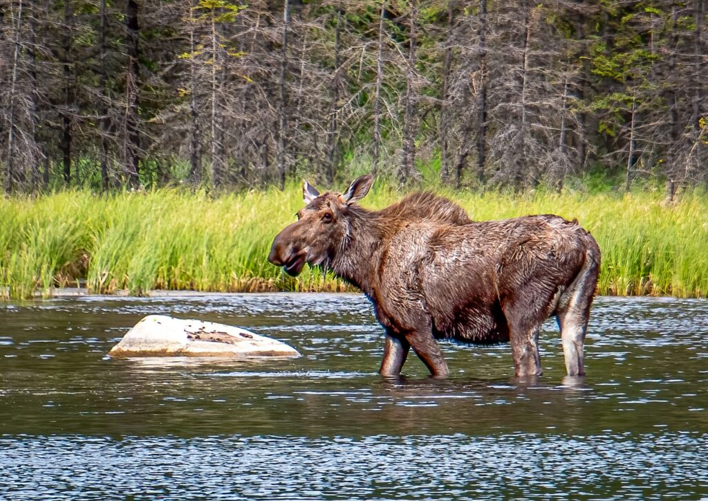  A moose wades in the water, showcasing its majestic antlers against a backdrop of serene nature.