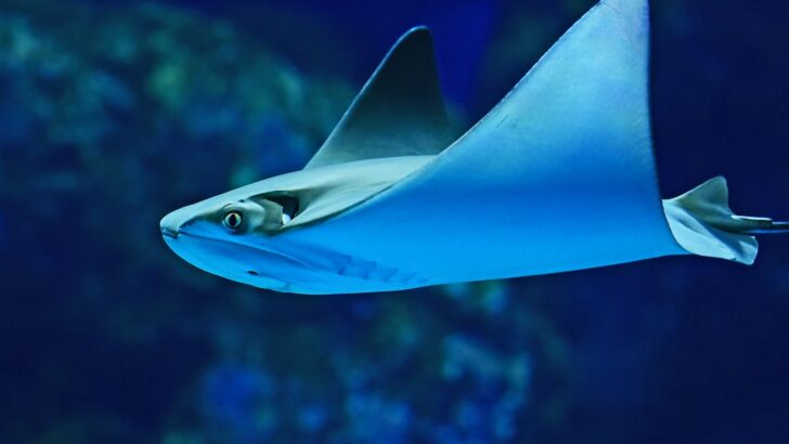 The Smallest Carnivorous Fish &ndash; A Ferocious Predator Despite Its Size