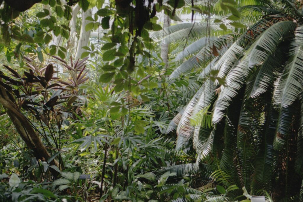 green palm tree during daytime
