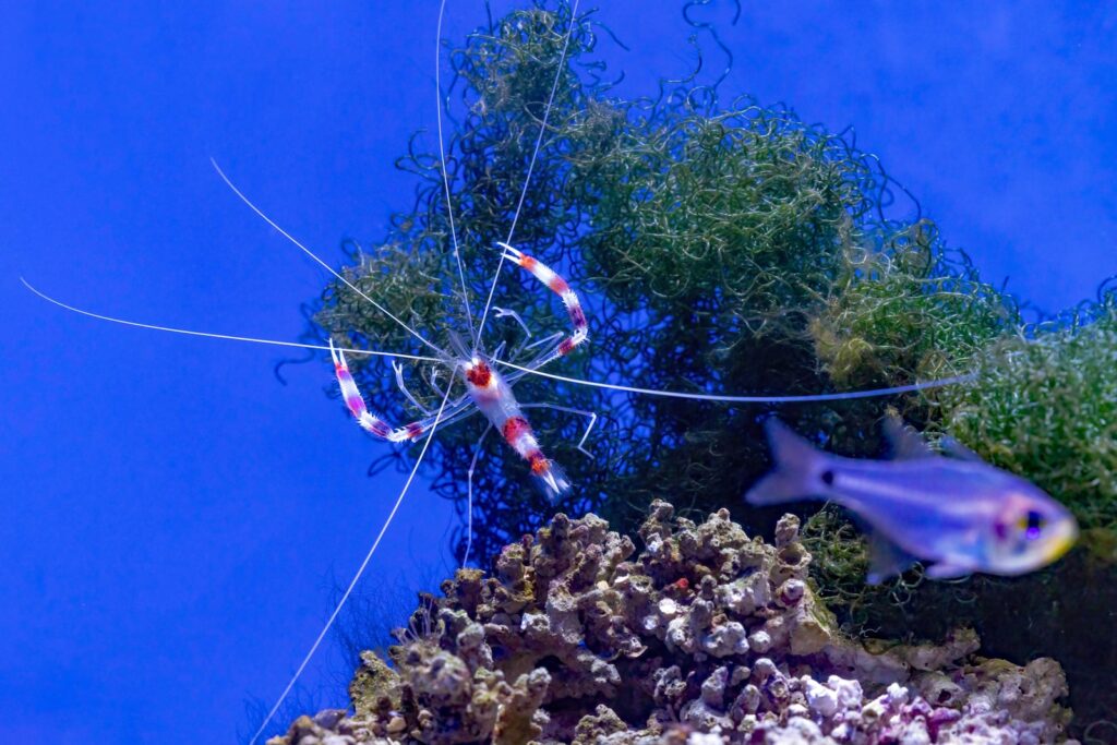 A cleaner shrimp and fish swim in a tank.