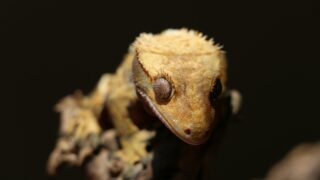 brown crested gecko