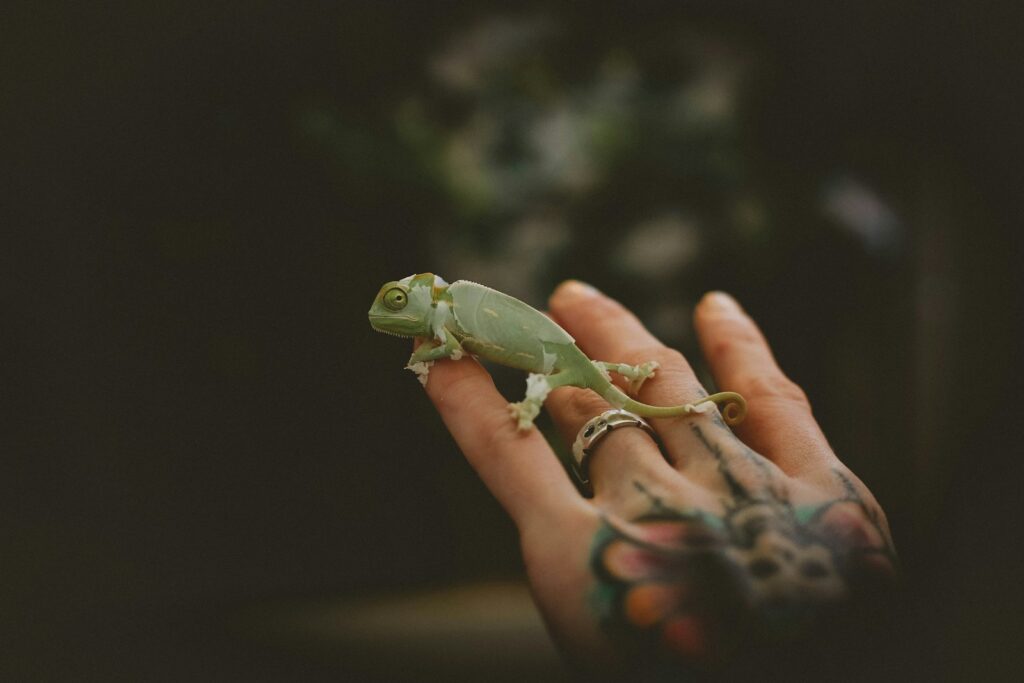green chameleon on persons hand