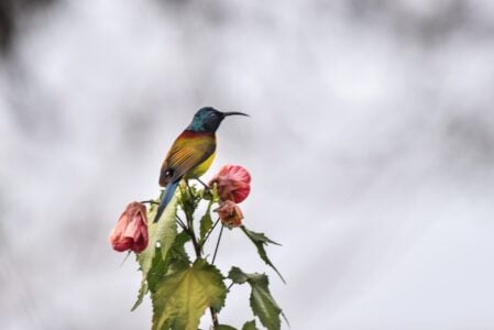 The Most Mysterious Birds That Are Rarely Ever Photographed