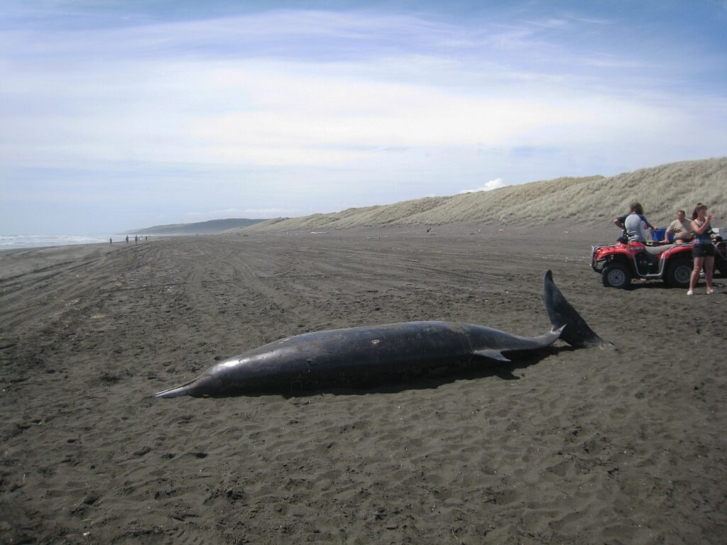 possible beaked whale stranded on a beach