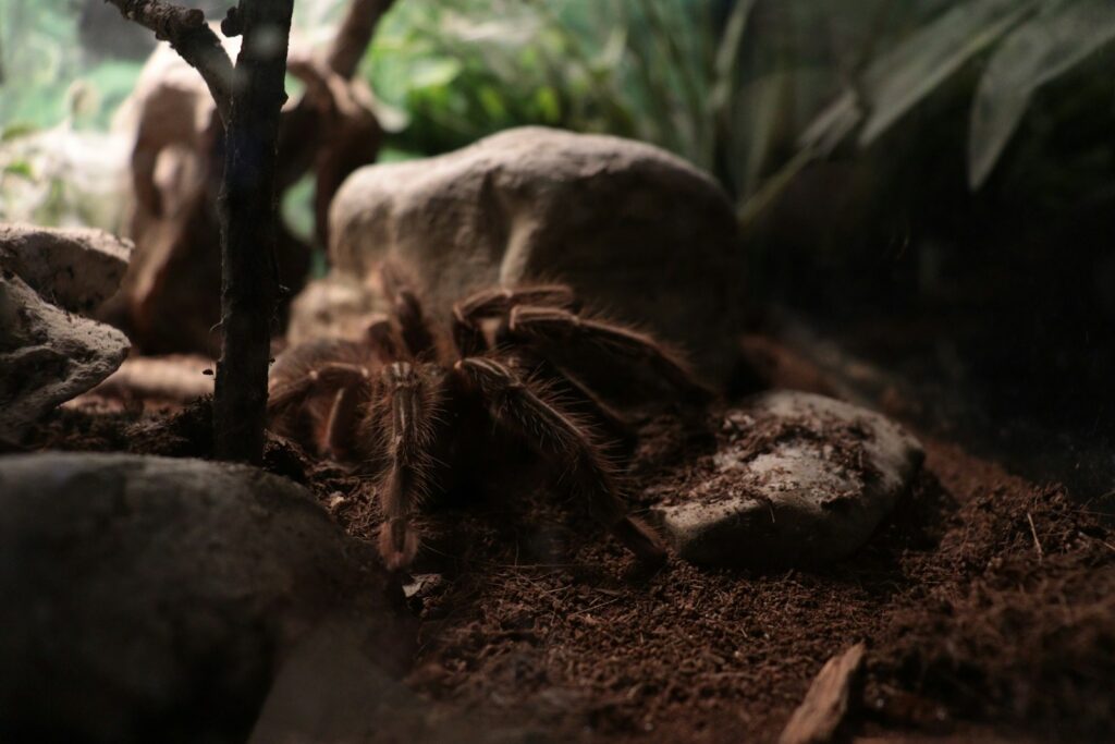 a close up of a spider on the ground
