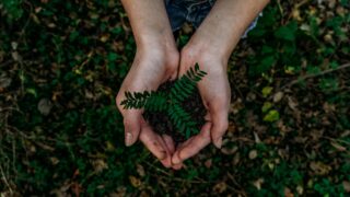 Green plant