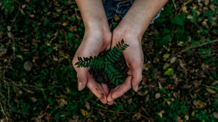 How Habitat Restoration Helps Native Species Thrive