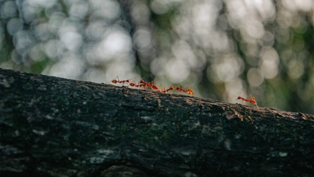 a group of red ants crawling on a tree branch