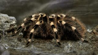 black and beige tarantula on brown soil