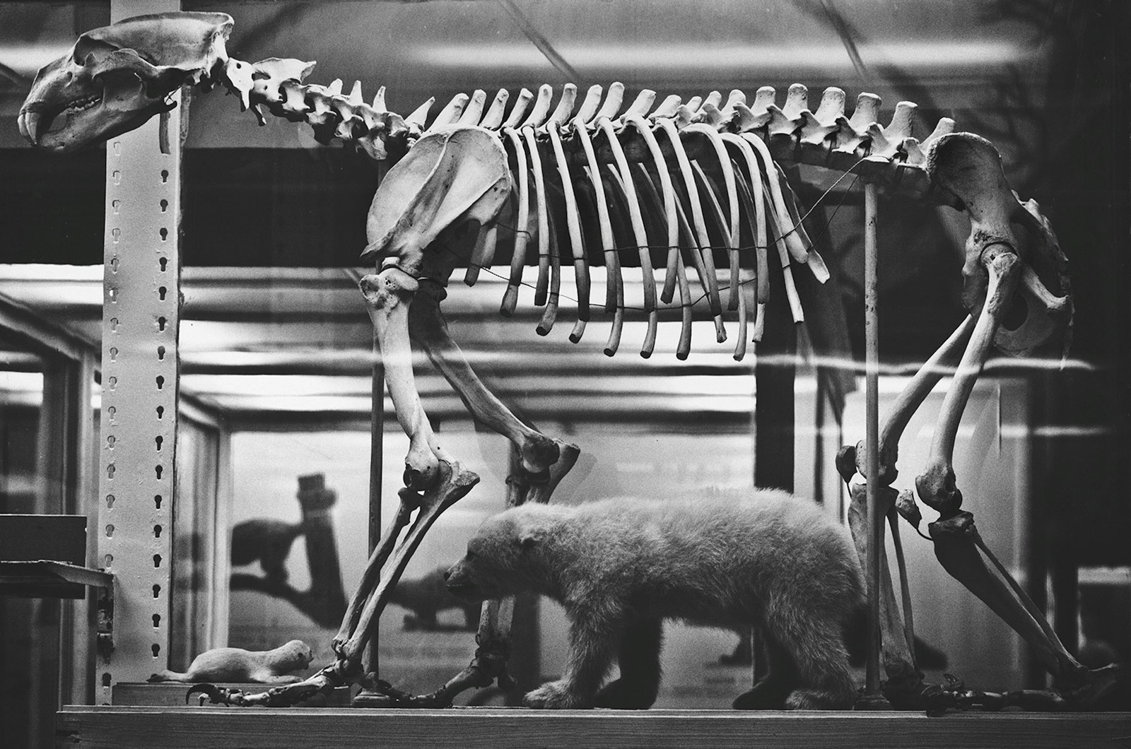 A black and white photo of a skeleton of a bear and a bear cub